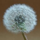 Pusteblume