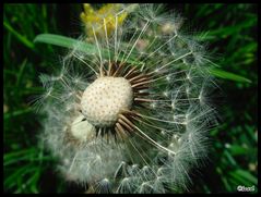 Pusteblume