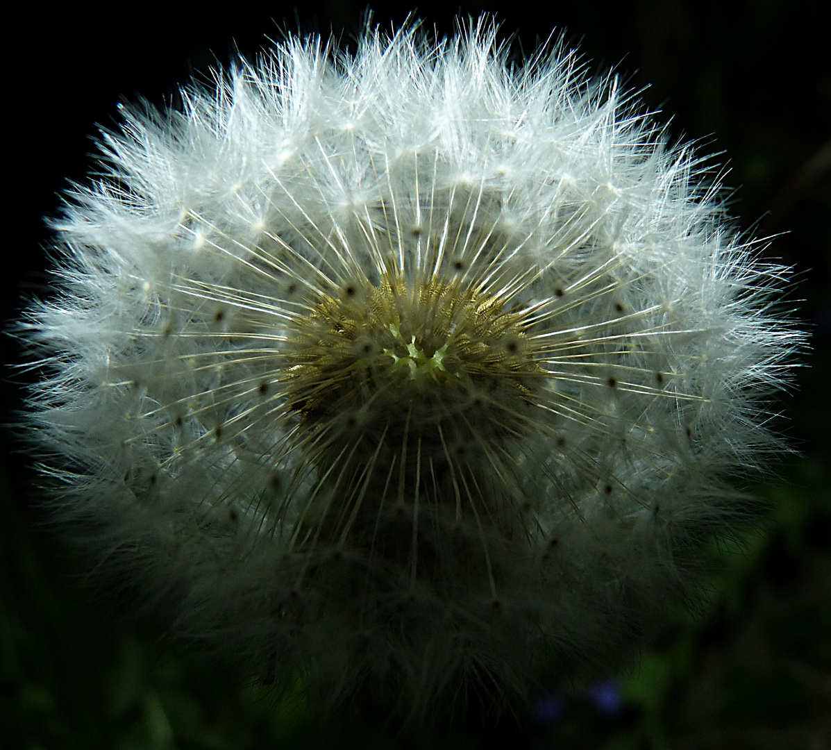 Pusteblume