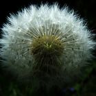 Pusteblume