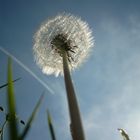 Pusteblume