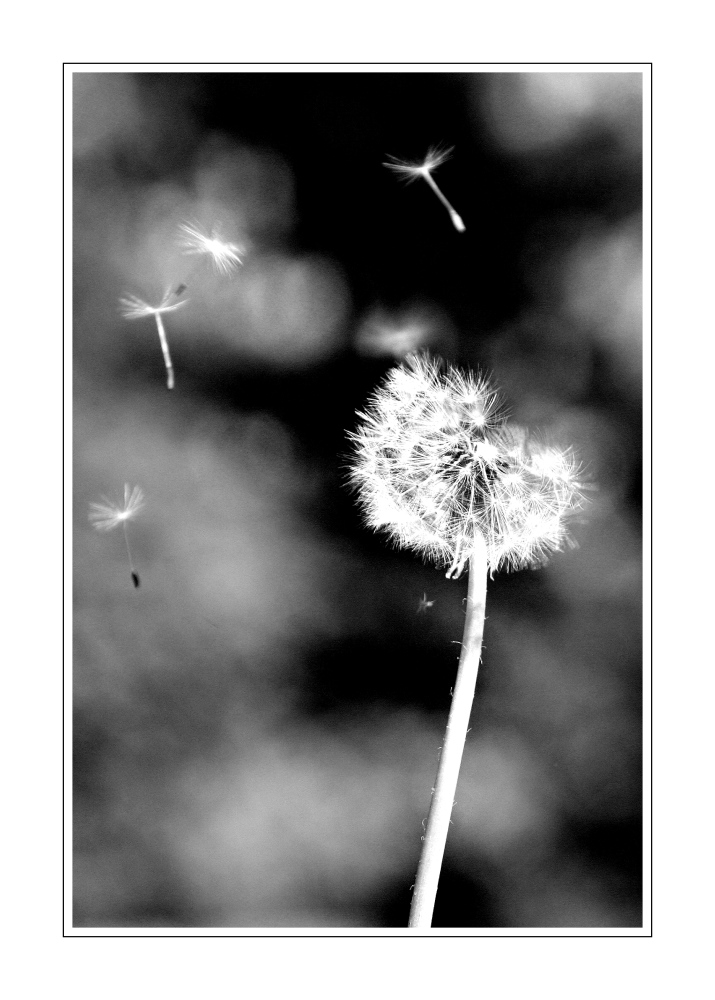 Pusteblume