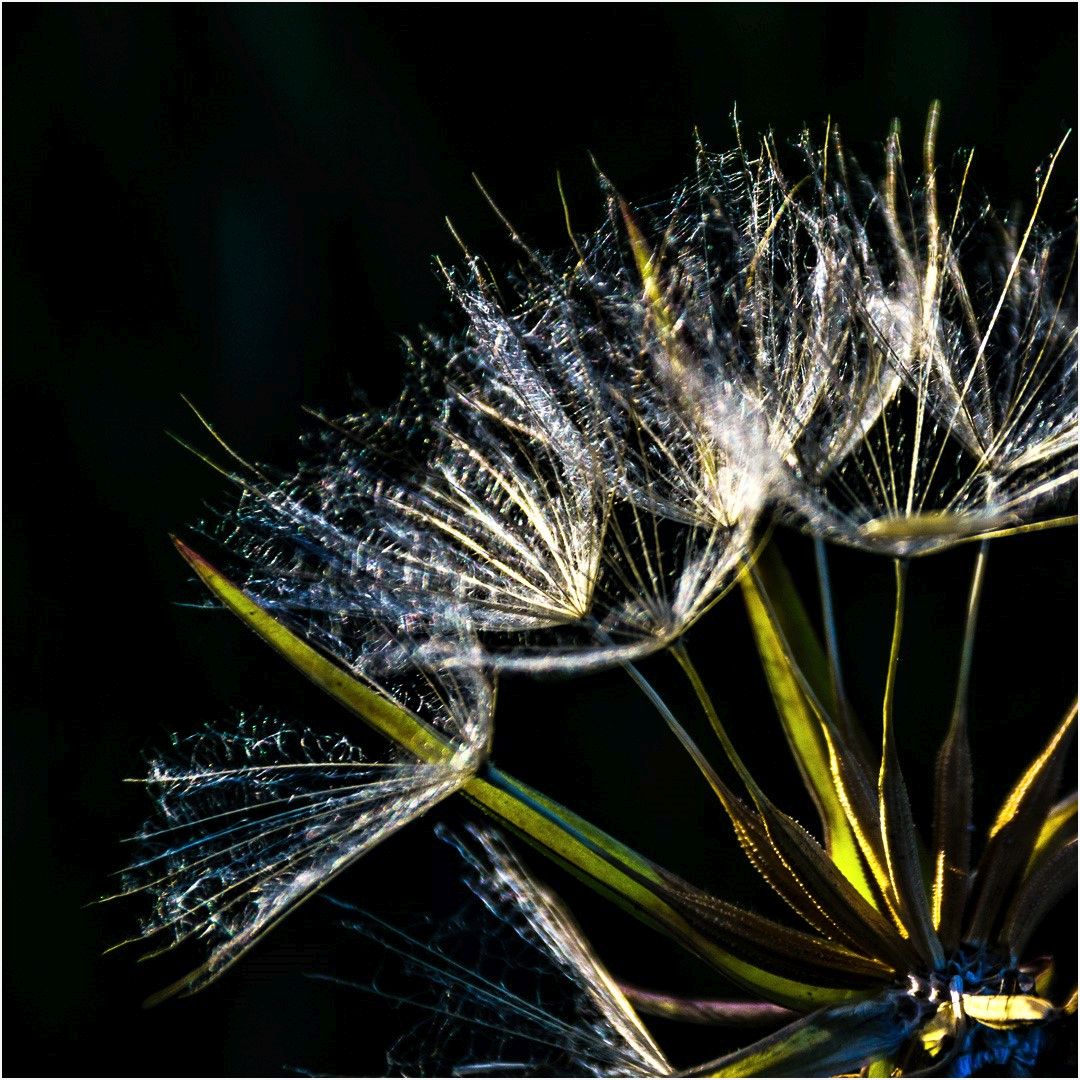 Pusteblume