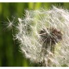 Pusteblume