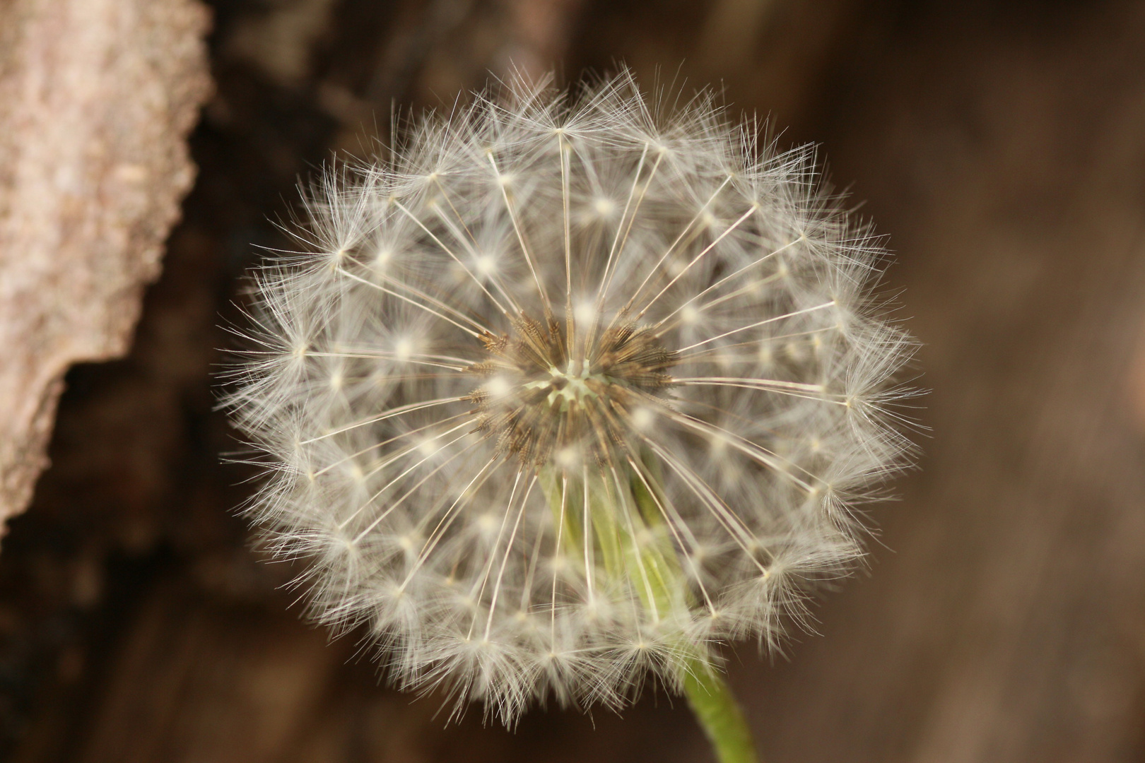 Pusteblume