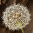 Pusteblume