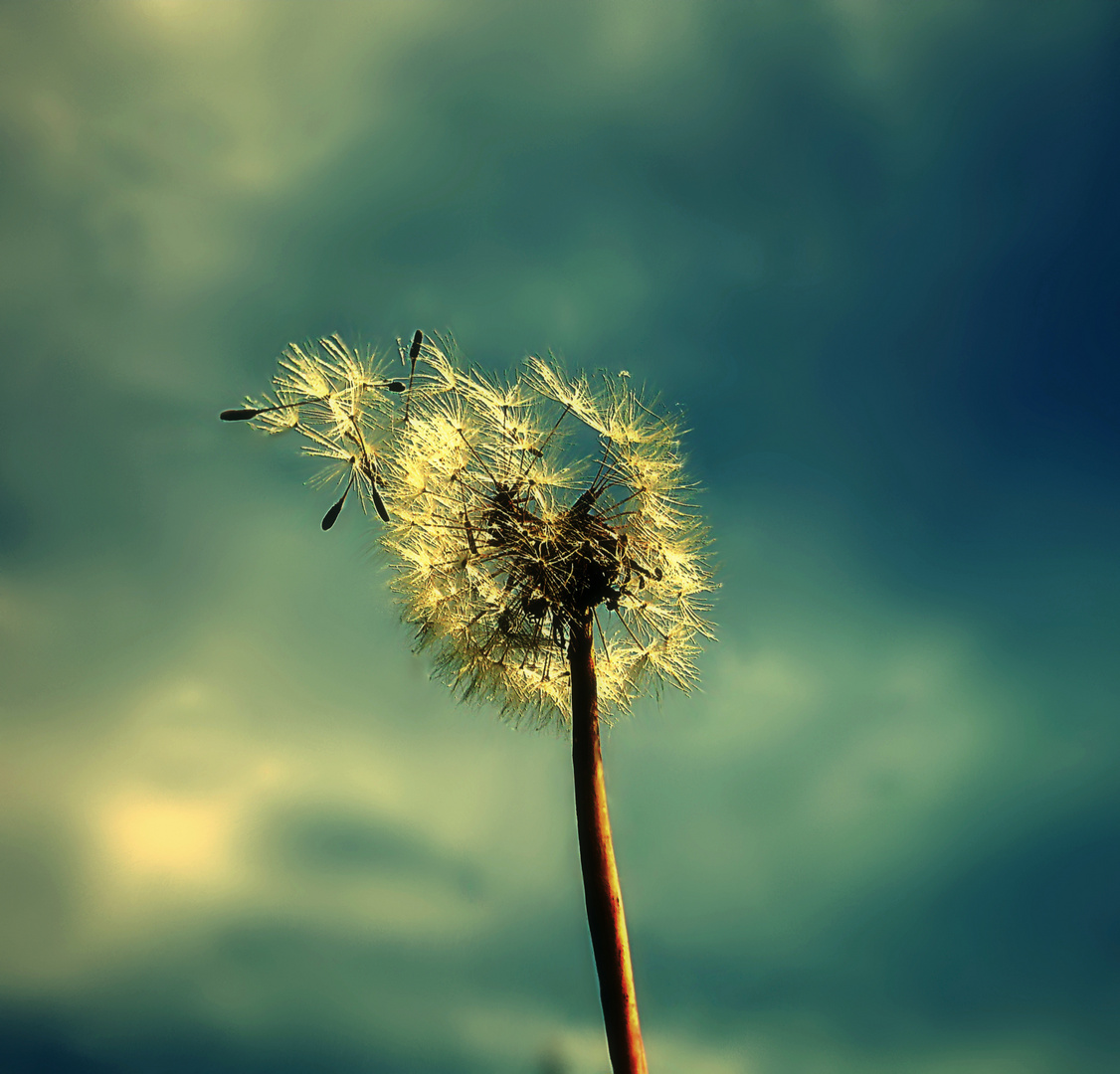 Pusteblume 