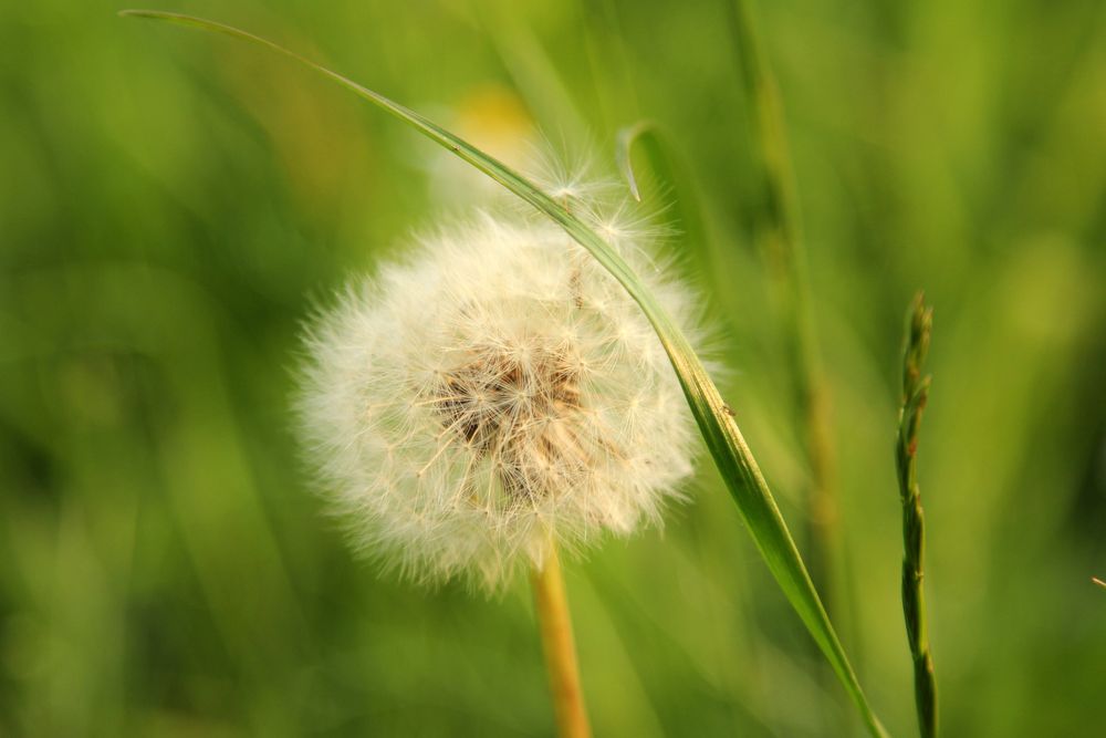 Pusteblume