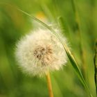 Pusteblume