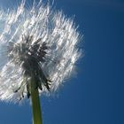 Pusteblume