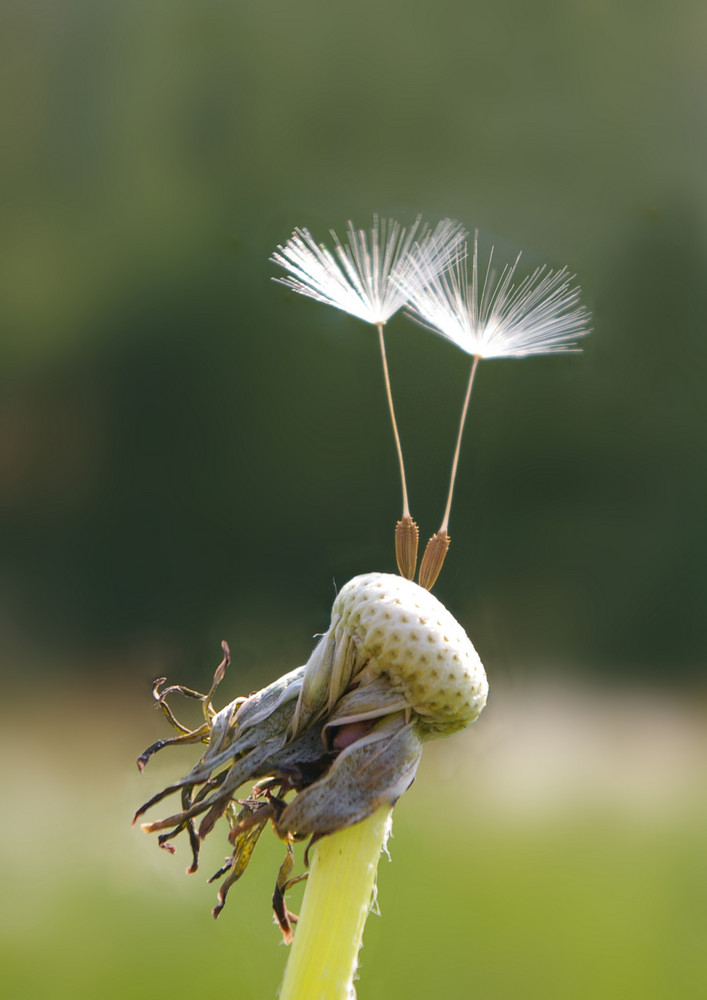 Pusteblume