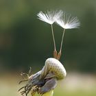 Pusteblume