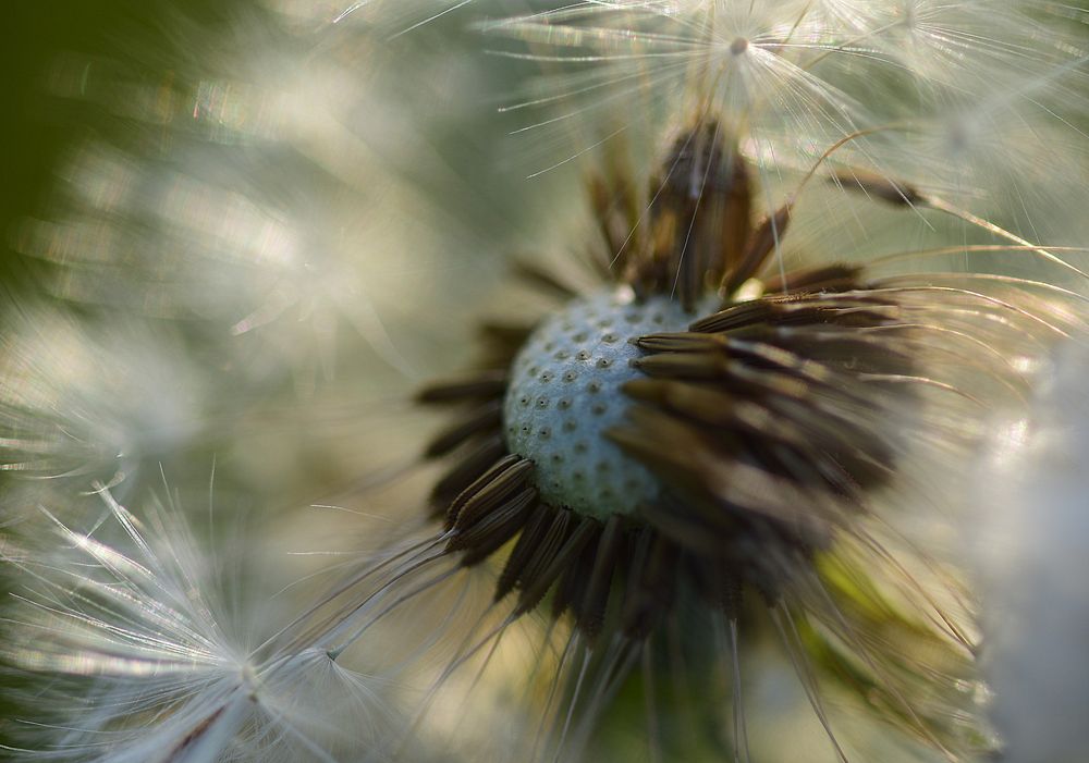 Pusteblume