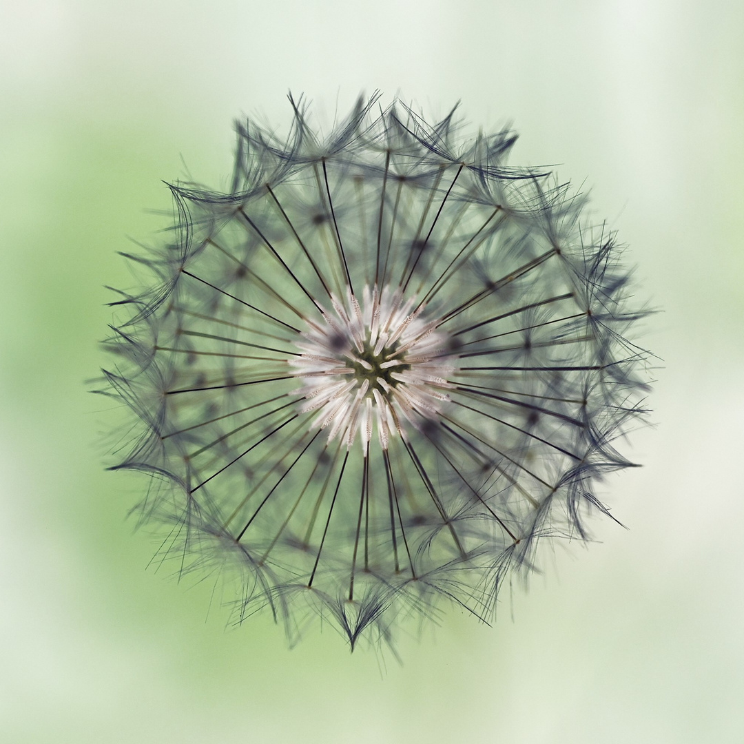 Pusteblume