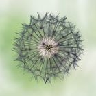 Pusteblume