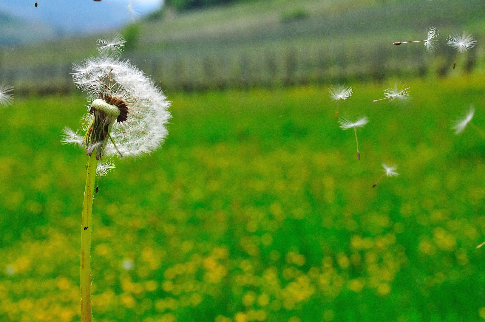 Pusteblume ....