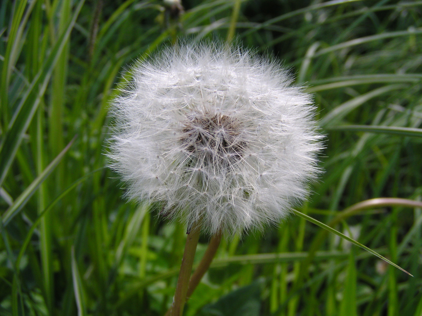 Pusteblume