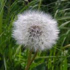 Pusteblume