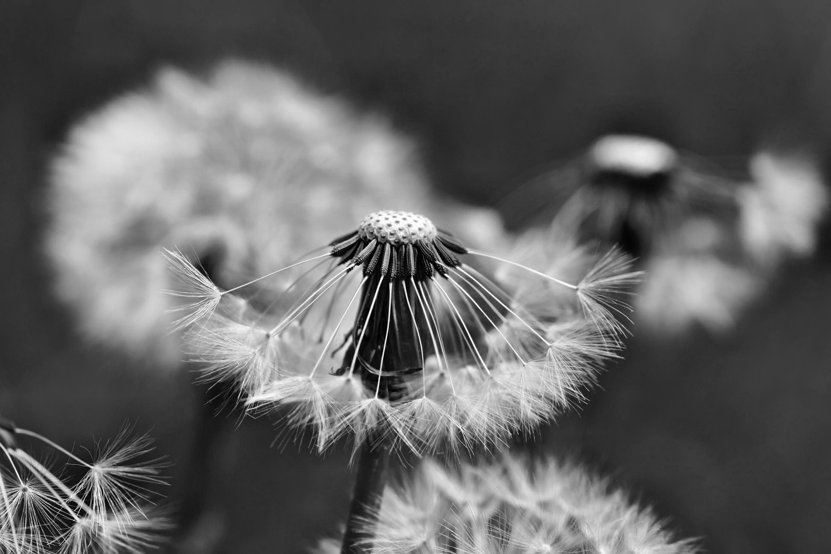 Pusteblume