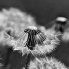 Pusteblume