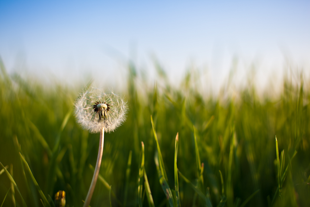 Pusteblume