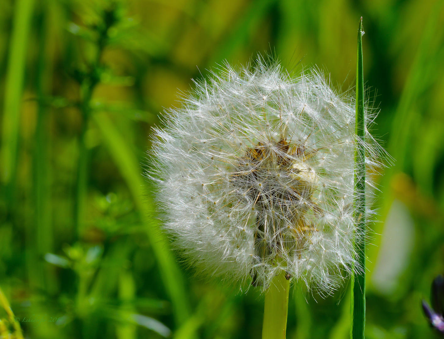 Pusteblume