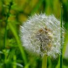 Pusteblume