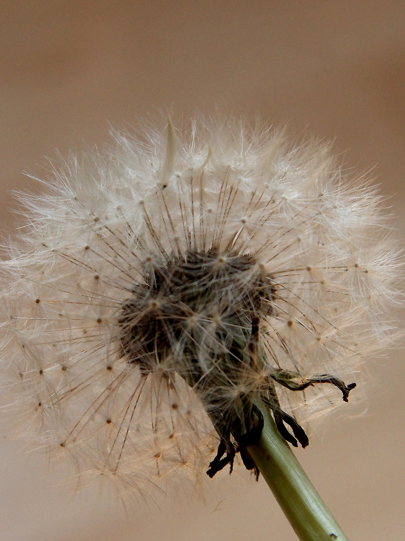 Pusteblume...