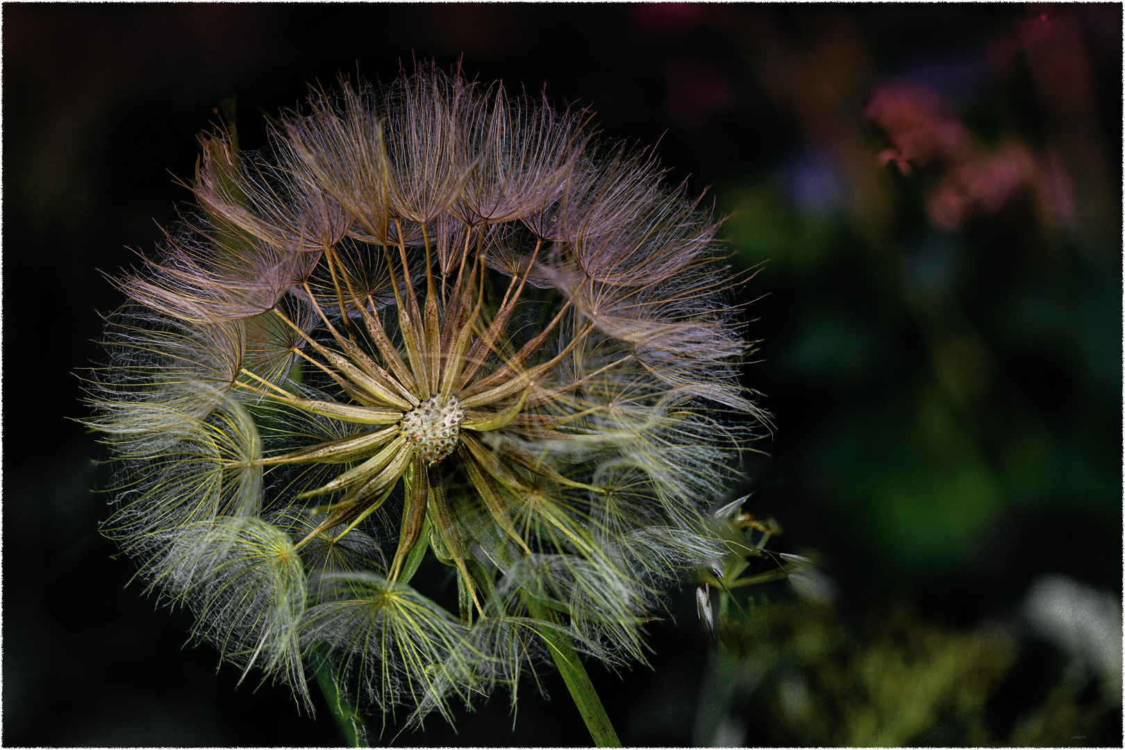 Pusteblume