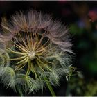 Pusteblume