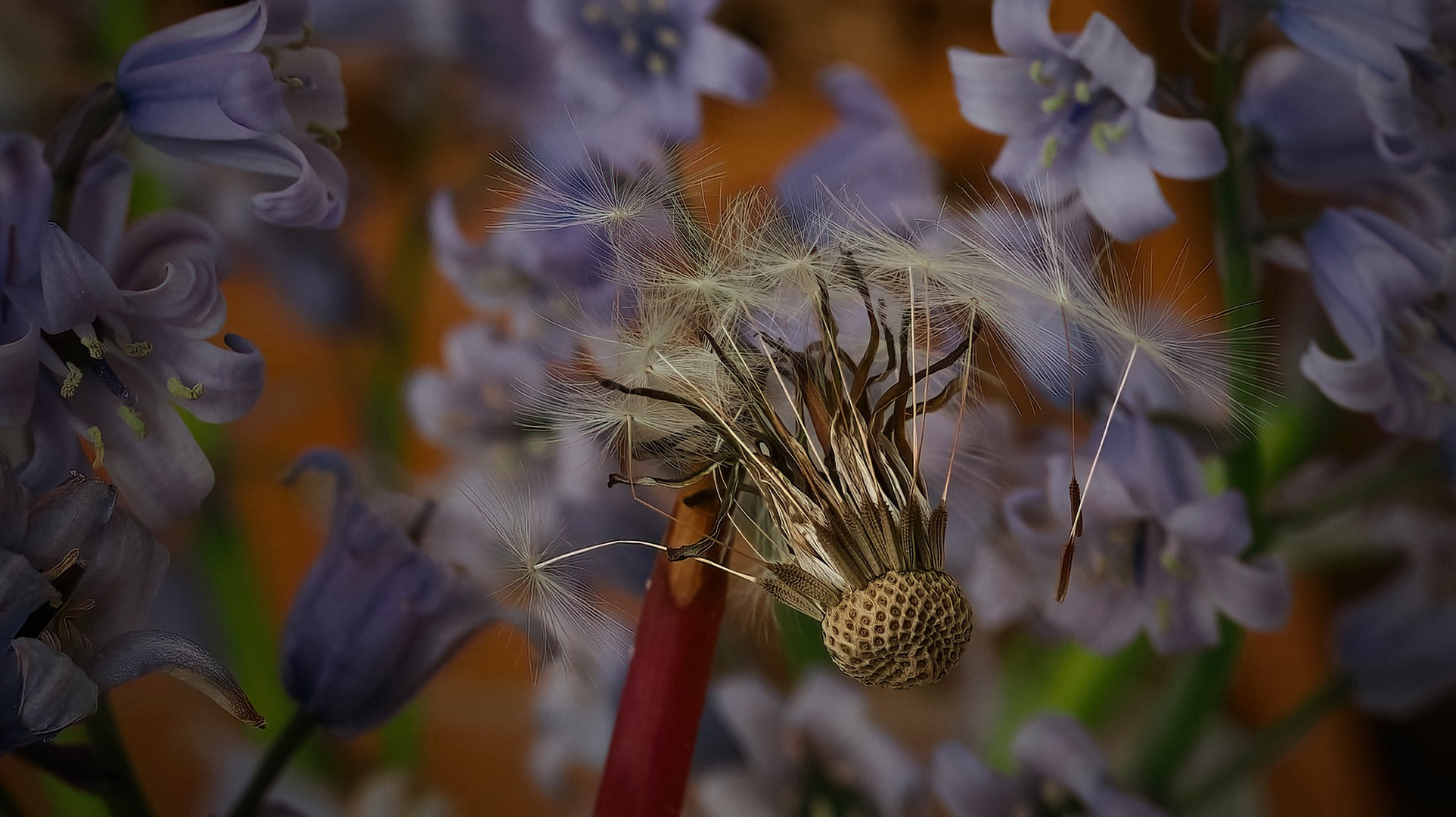 Pusteblume ...