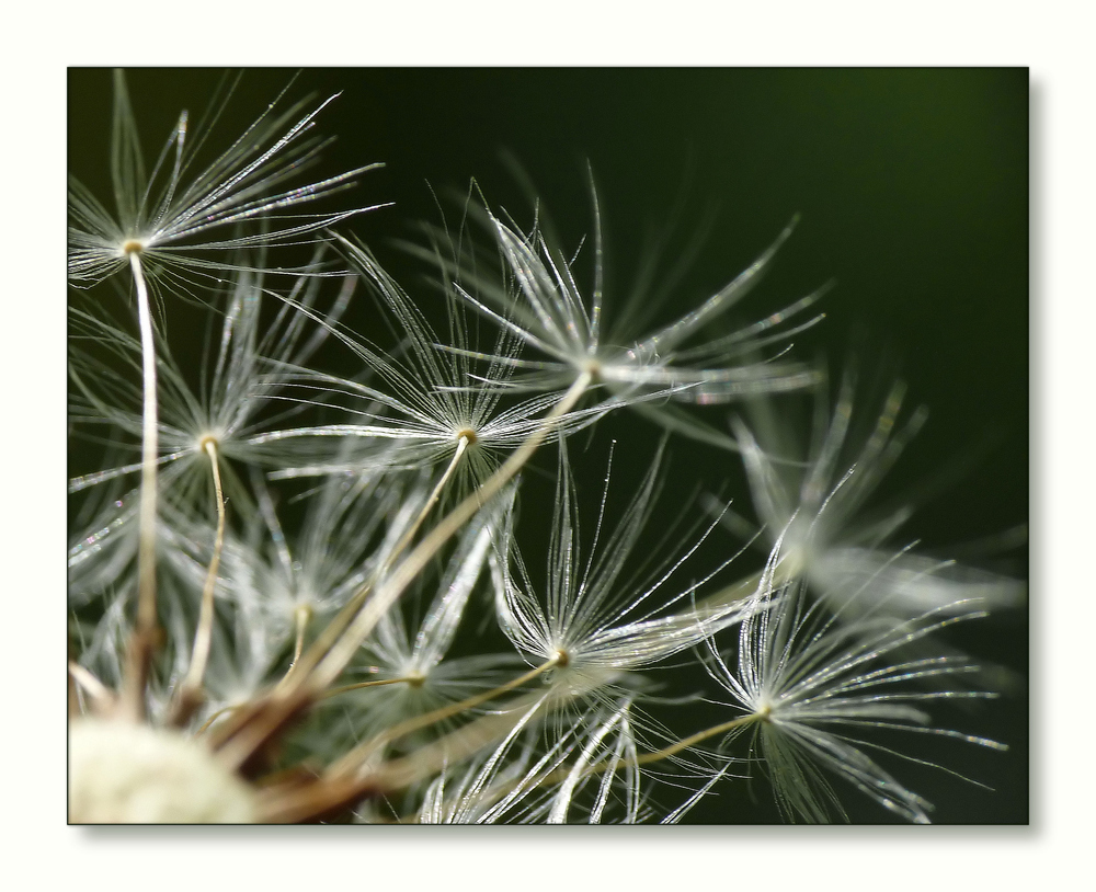 Pusteblume