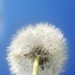 Pusteblume