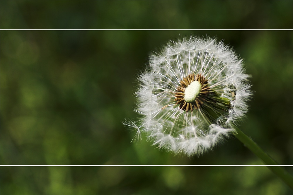 Pusteblume