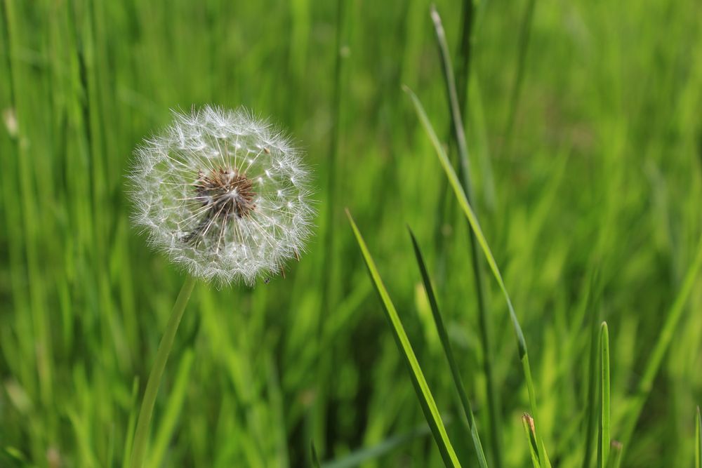 Pusteblume