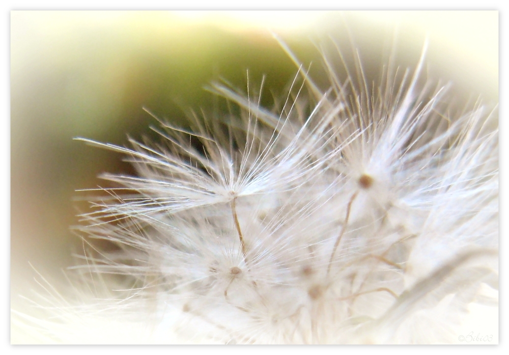 Pusteblume ...