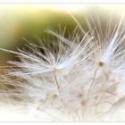 Pusteblume ...