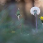 ____Pusteblume__________________