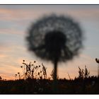 Pusteblume