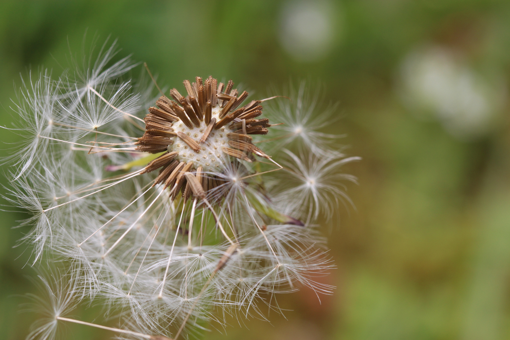 pusteblume