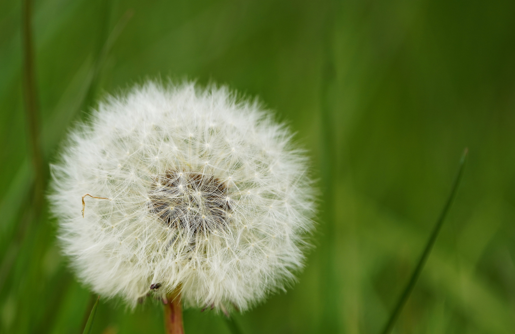 Pusteblume.