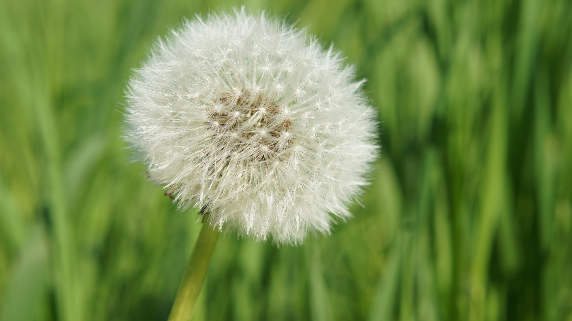 Pusteblume