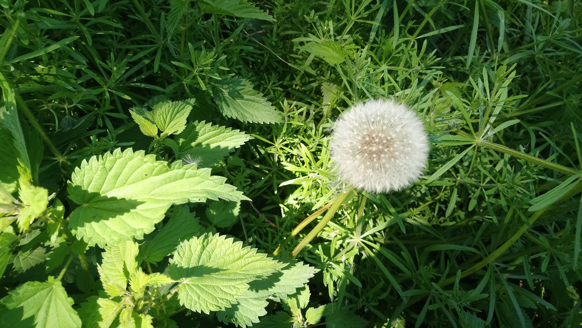 Pusteblume