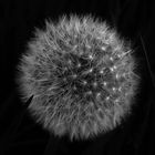 Pusteblume