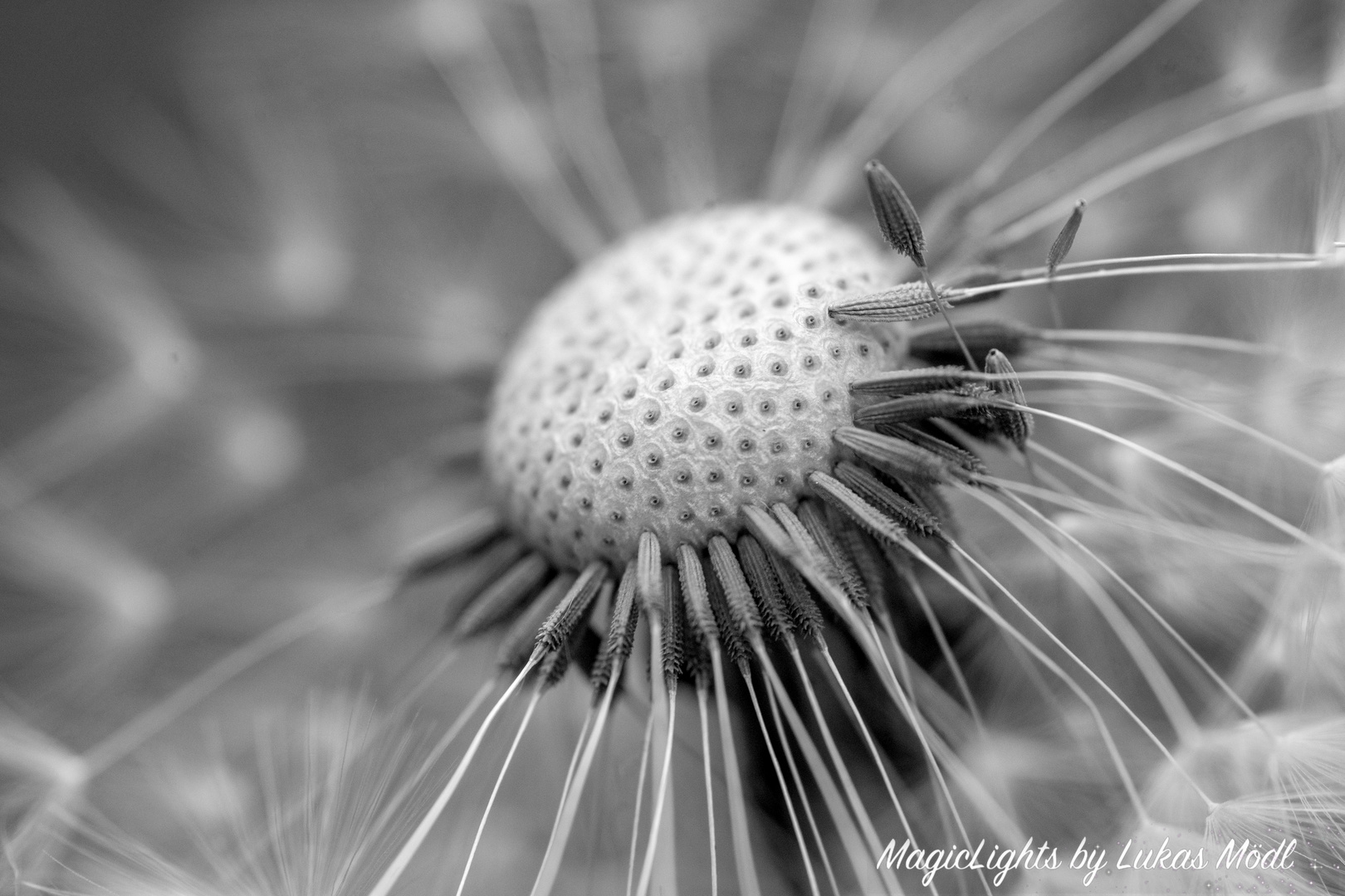 Pusteblume 