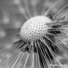 Pusteblume 