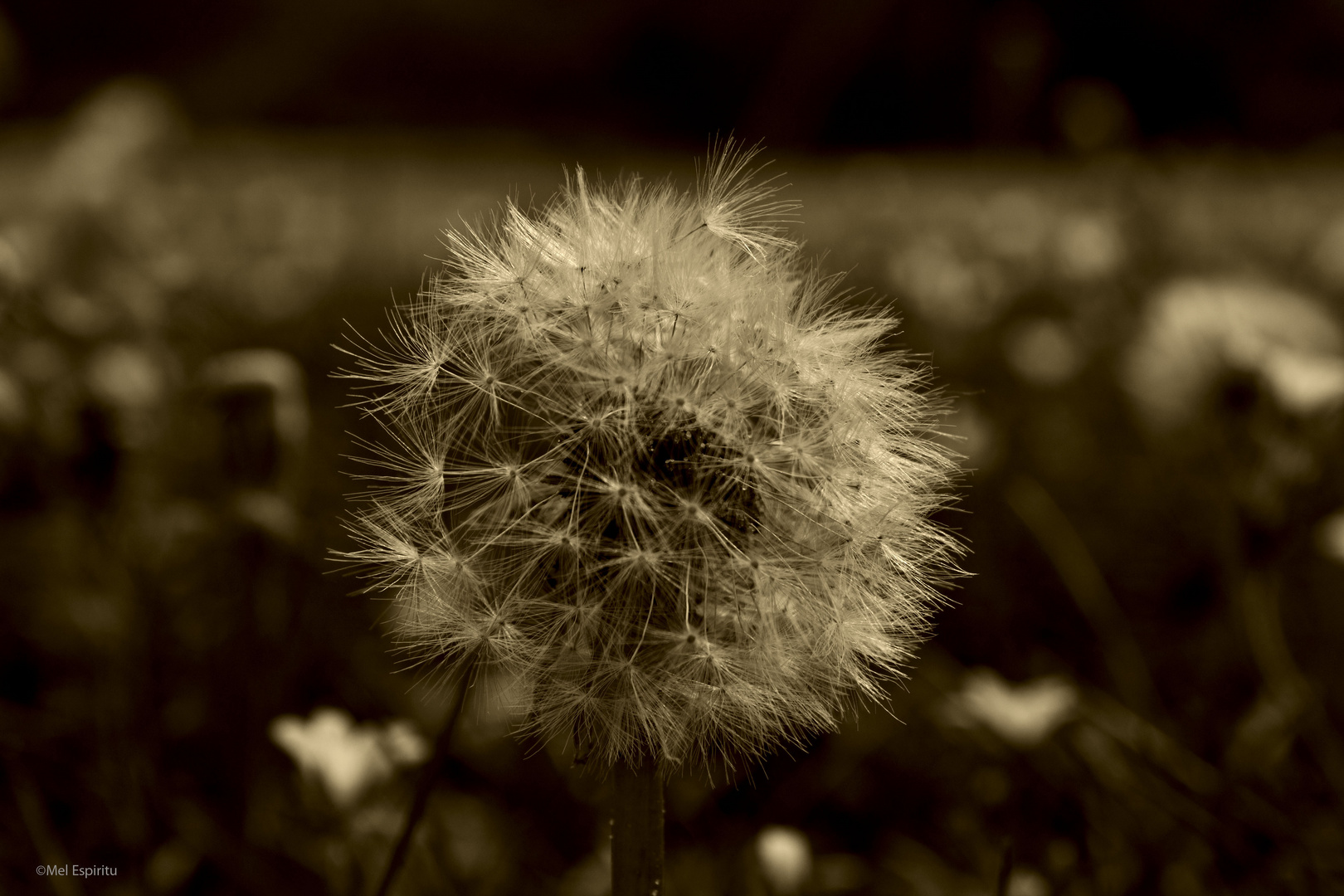 Pusteblume