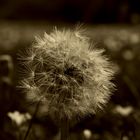 Pusteblume