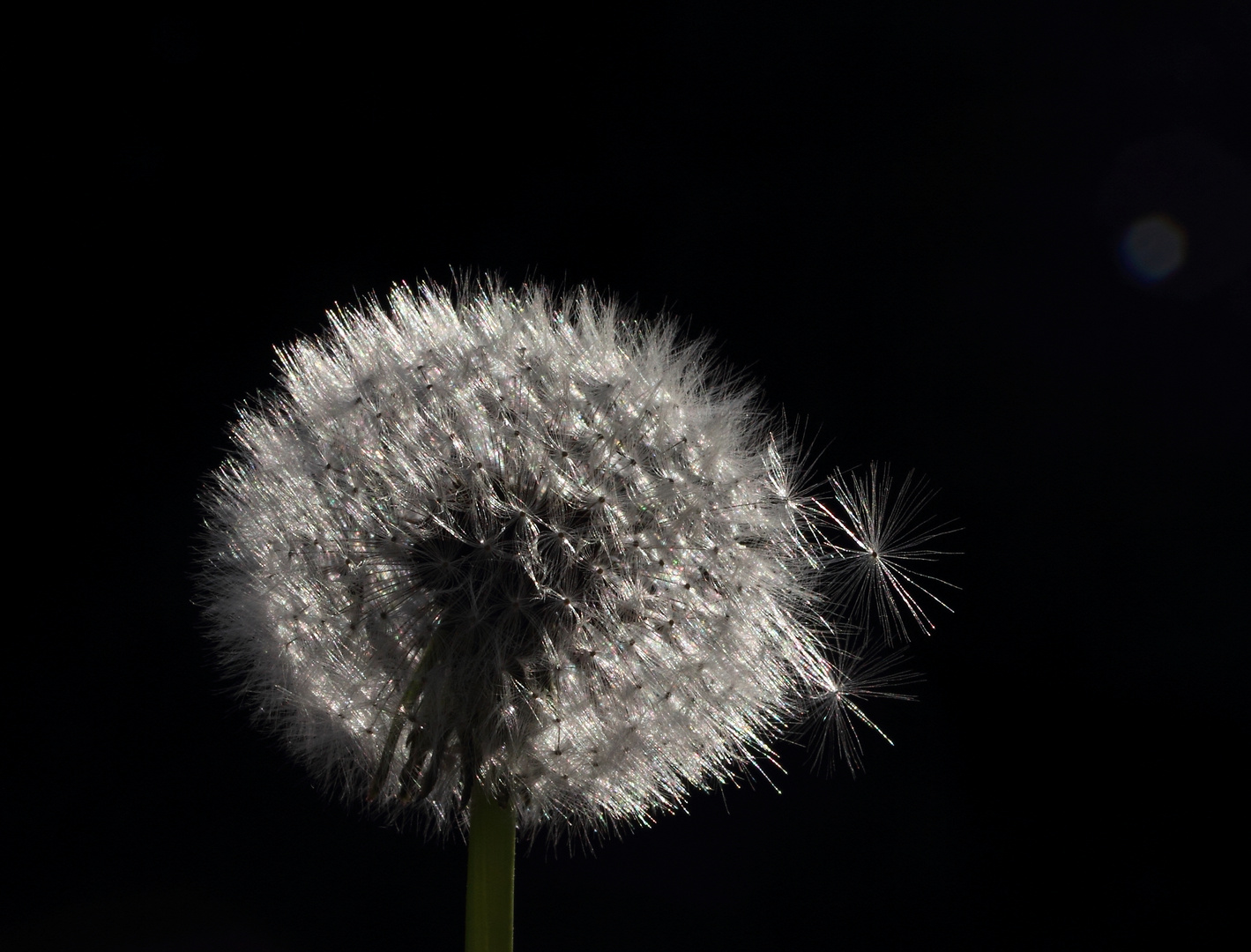 Pusteblume.....