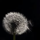 Pusteblume.....